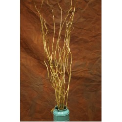 Gold Curly Willow Branches