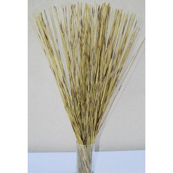 Green Pan Reed Bunch