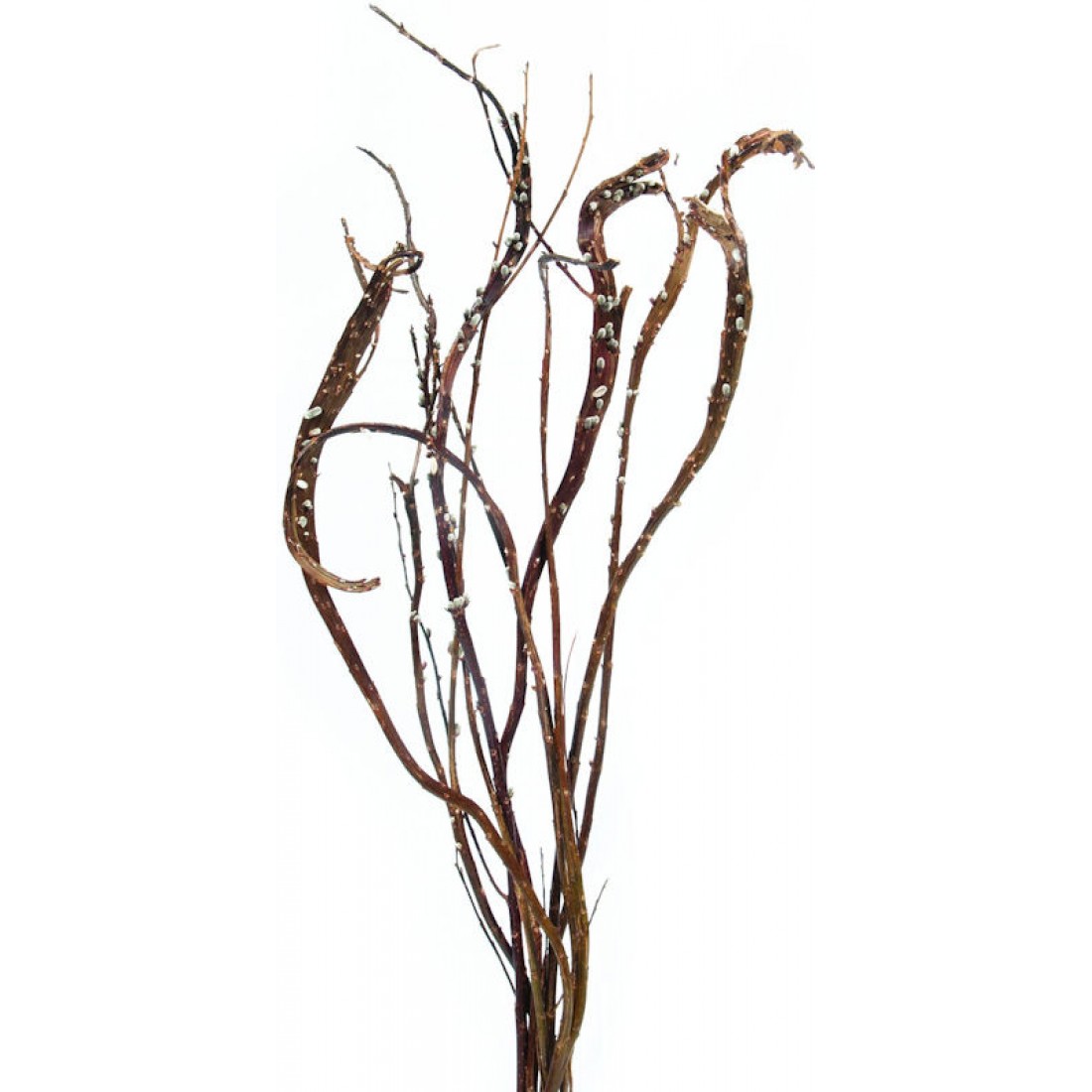 Japanese Fantail Willow Dried Fan Tail Willow