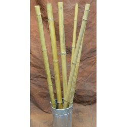 Long Dried Natural Bamboo Stalks - Shoots