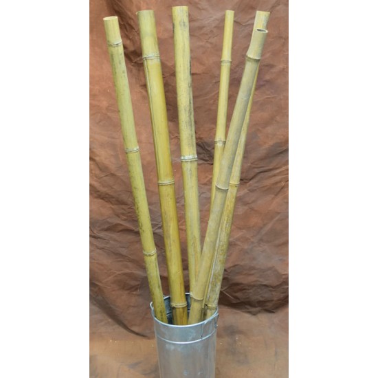 Long Dried Natural Bamboo Stalks - Shoots