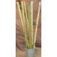 Long Dried Natural Bamboo Stalks - Shoots