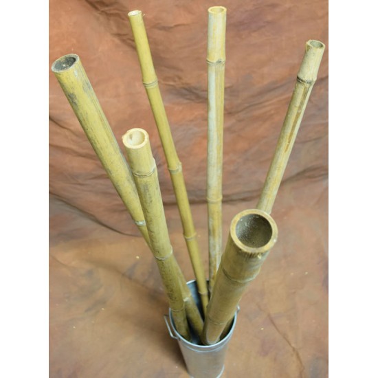 Long Dried Natural Bamboo Stalks - Shoots