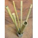Long Dried Natural Bamboo Stalks - Shoots Long Dried Natural Bamboo Stalks - Shoots