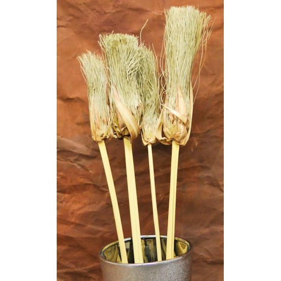 Dried Papyrus Brush Branches