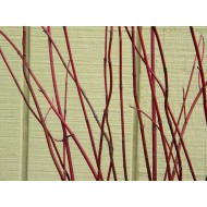 Dogwood Branches - Dried Dogwood branch