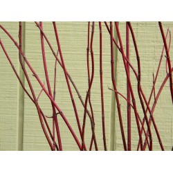 Dogwood Branches - Dried Dogwood branch