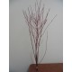 Dogwood Branches - Dried Dogwood branch Dogwood Branches - Dried Dogwood branch