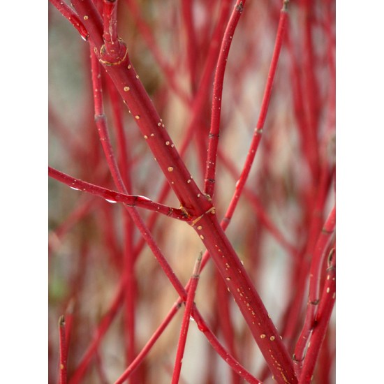 Dogwood Branches - Dried Dogwood branch Dogwood Branches - Dried Dogwood branch