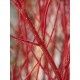 Dogwood Branches - Dried Dogwood branch Dogwood Branches - Dried Dogwood branch
