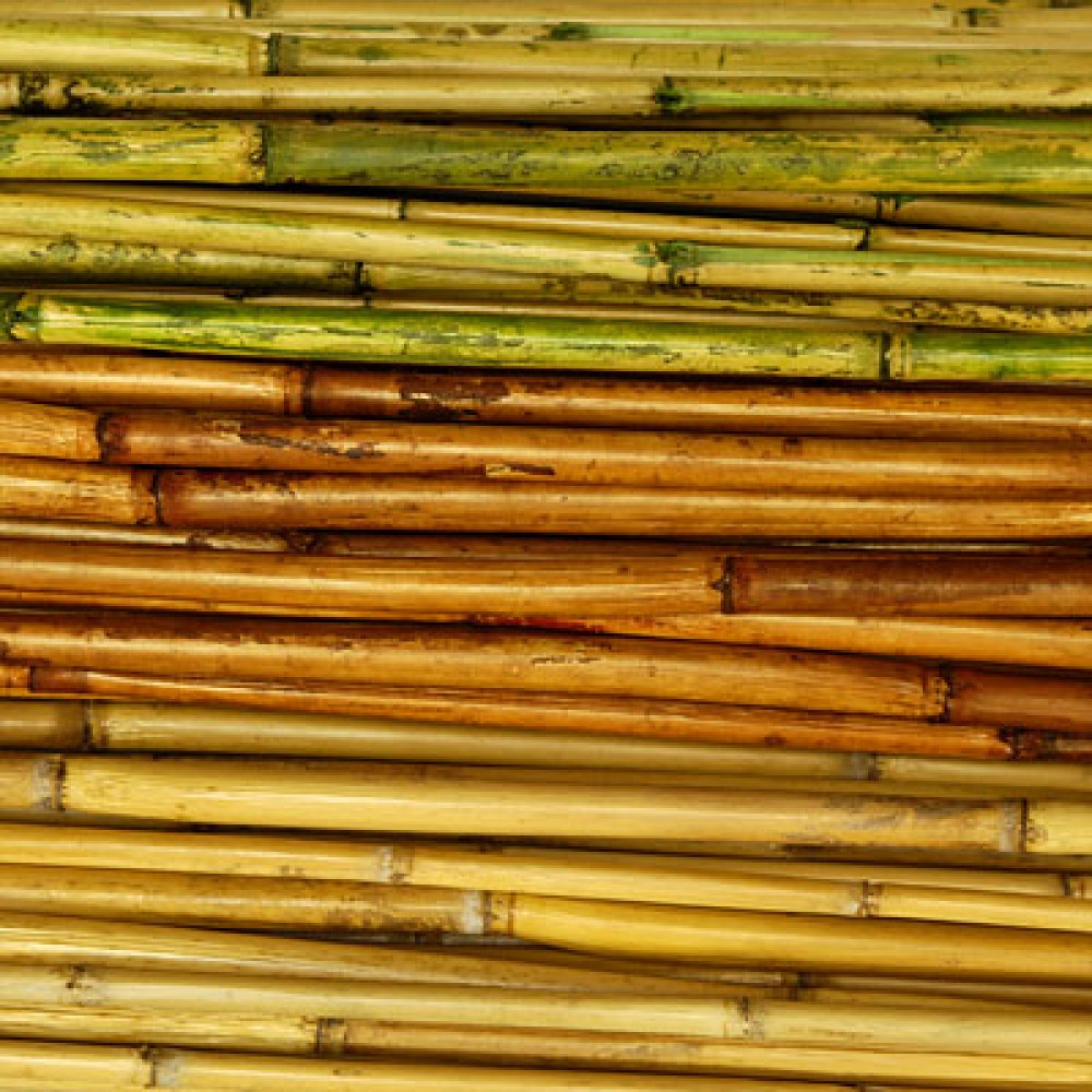 River Cane for Sale Bamboo Canes for Sale Decorative Bamboo Poles