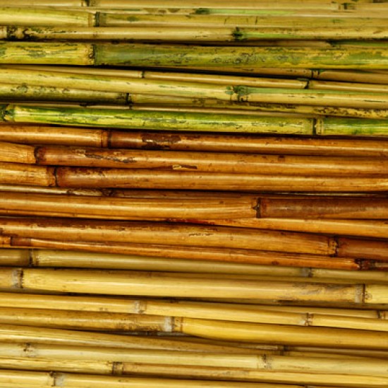 River Cane - RiverCane Bamboo