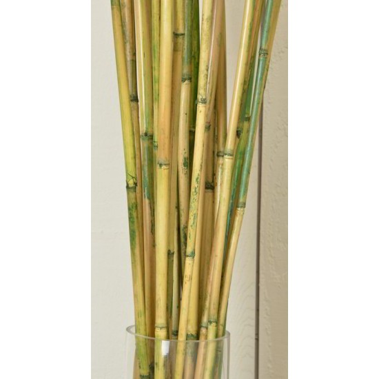 River Cane - RiverCane Bamboo River Cane - RiverCane Bamboo