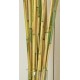 River Cane - RiverCane Bamboo