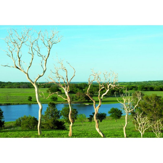 Dried Manzanita Branches - Sandblasted Bulk Manzanita