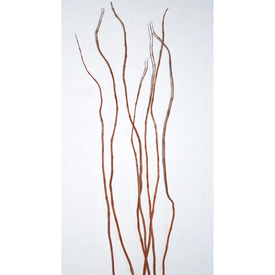 vignette design: Curly Willow Branches