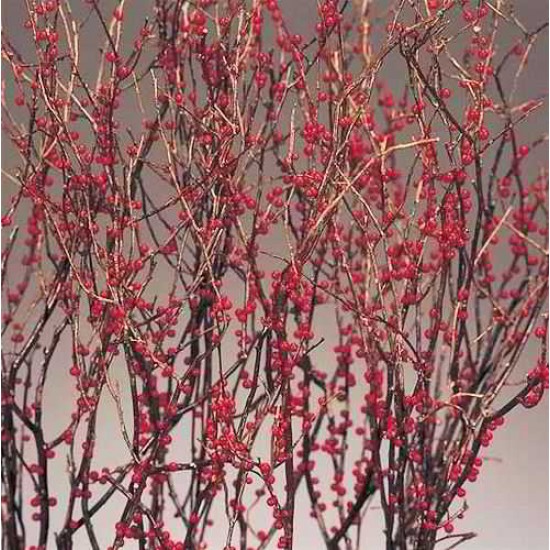 Berry Sweet Huck Branch Red