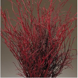 Sweet Huck Branches - Fire Red Huge 8oz Huckleberry bunch