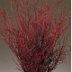 Sweet Huck Branches - Fire Red Huge 8oz Huckleberry bunch