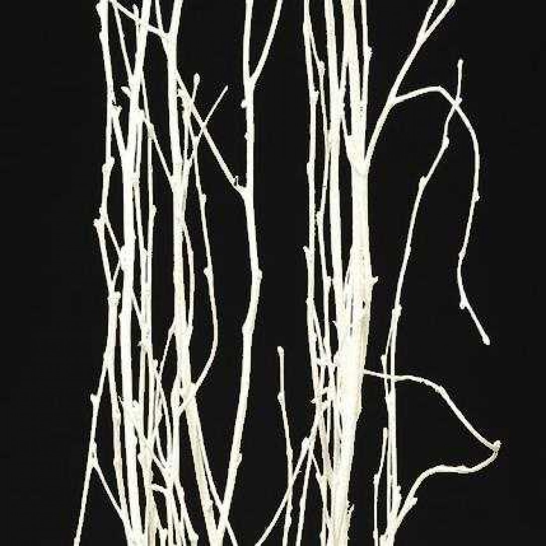 White Birch Branches, Bunches