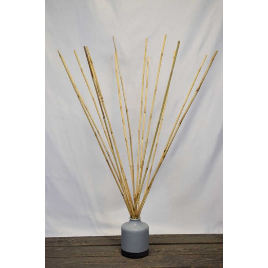 Wild Cane - Natural Bamboo