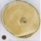 Tree Trunk Slices Large - Wood Slices for Sale