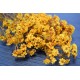 Dried African Daisy Flowers Bunch (Limited Stock)