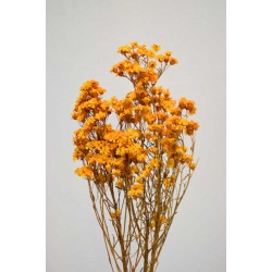 Dried African Daisy Flowers Bunch (Limited Stock)