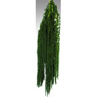 Hanging Amaranthus Preserved - Dried