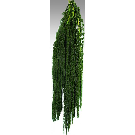 Hanging Amaranthus Preserved - Dried Hanging Amaranthus Preserved - Dried