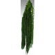 Hanging Amaranthus Preserved - Dried Hanging Amaranthus Preserved - Dried