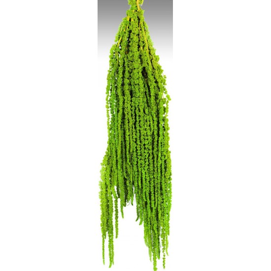 Hanging Amaranthus Preserved - Dried Hanging Amaranthus Preserved - Dried