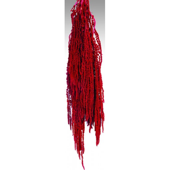 Hanging Amaranthus Preserved - Dried Hanging Amaranthus Preserved - Dried