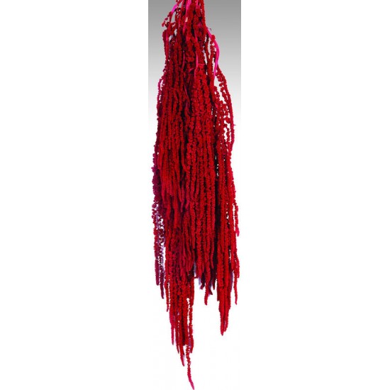 Hanging Amaranthus Preserved - Dried