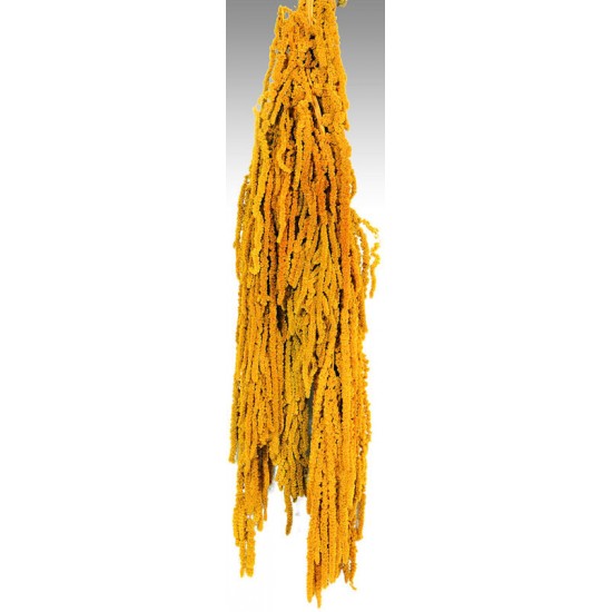 Hanging Amaranthus Preserved - Dried