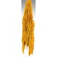 Hanging Amaranthus Preserved - Dried