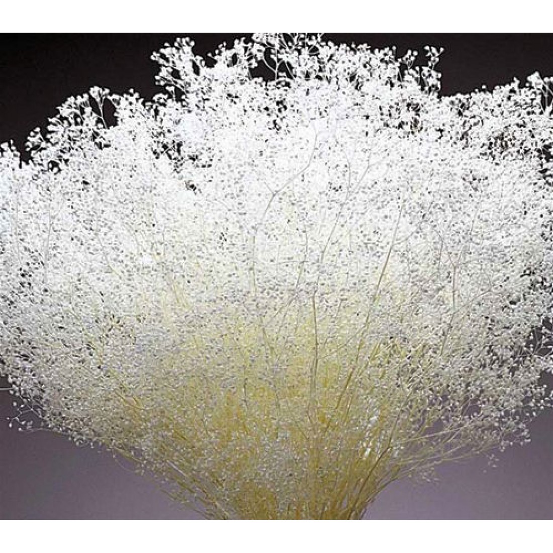 Dried Baby's Breath White Baby's Breath White Filler Flowers