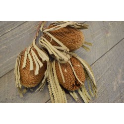 Dried Banksia Hookeriana - with natural leaves