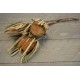 Dried Banksia Hookeriana - with natural leaves Dried Banksia Hookeriana - with natural leaves