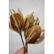 Dried Banksia Hookeriana - with natural leaves Dried Banksia Hookeriana - with natural leaves