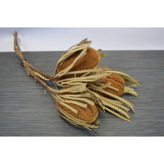 Dried Banksia Hookeriana - with natural leaves Dried Banksia Hookeriana - with natural leaves