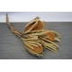 Dried Banksia Hookeriana - with natural leaves Dried Banksia Hookeriana - with natural leaves