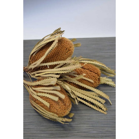 Dried Banksia Hookeriana - with natural leaves