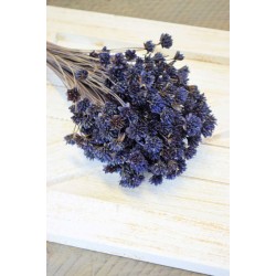 Dried Brazilian Hill Flowers - Navy Blue (Limited Stock)