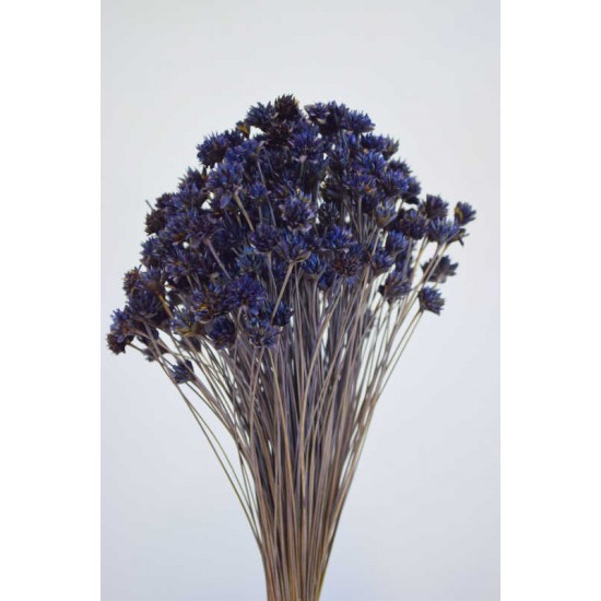 Dried Brazilian Hill Flowers - Navy Blue (Limited Stock)