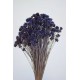 Dried Brazilian Hill Flowers - Navy Blue (Limited Stock)