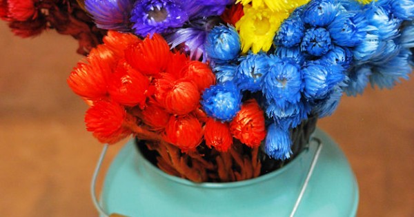 Dyed Everlasting Flowers Dried Helichrysum