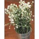 Dried Ammobium Flower Bunch - Winged Everlasting Dried Ammobium Flower Bunch - Winged Everlasting