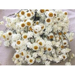 Dried Ammobium Flower Bunch - Winged Everlasting