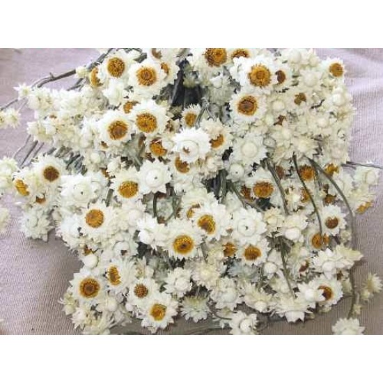 Dried Ammobium Flower Bunch - Winged Everlasting Dried Ammobium Flower Bunch - Winged Everlasting